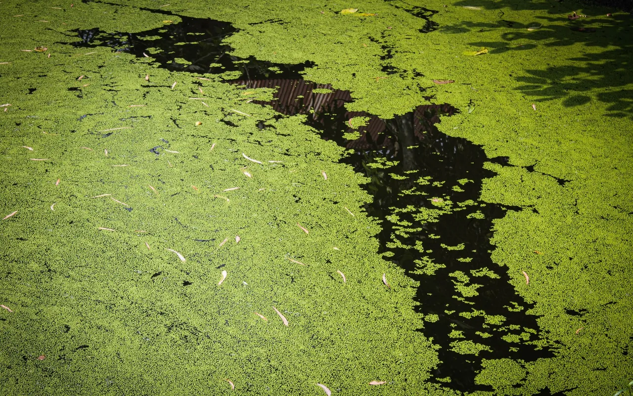 Retrouver une eau claire quand la filtration piscine ne suffit plus face à l'eau verte — Remonter le pH avant le choc chlore est une perte de temps